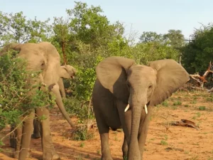 Mehr über den Artikel erfahren Wildlife, Pool und Regen