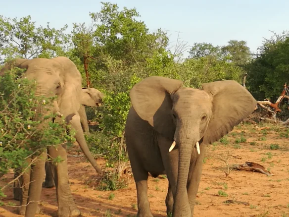 Mehr über den Artikel erfahren Wildlife, Pool und Regen