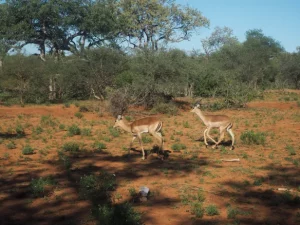 Mehr über den Artikel erfahren Mohlabetsi
