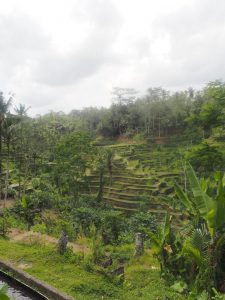 Mehr über den Artikel erfahren Tempel und Reisterrassen