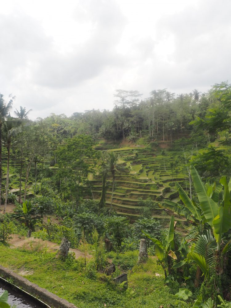 Mehr über den Artikel erfahren Tempel und Reisterrassen