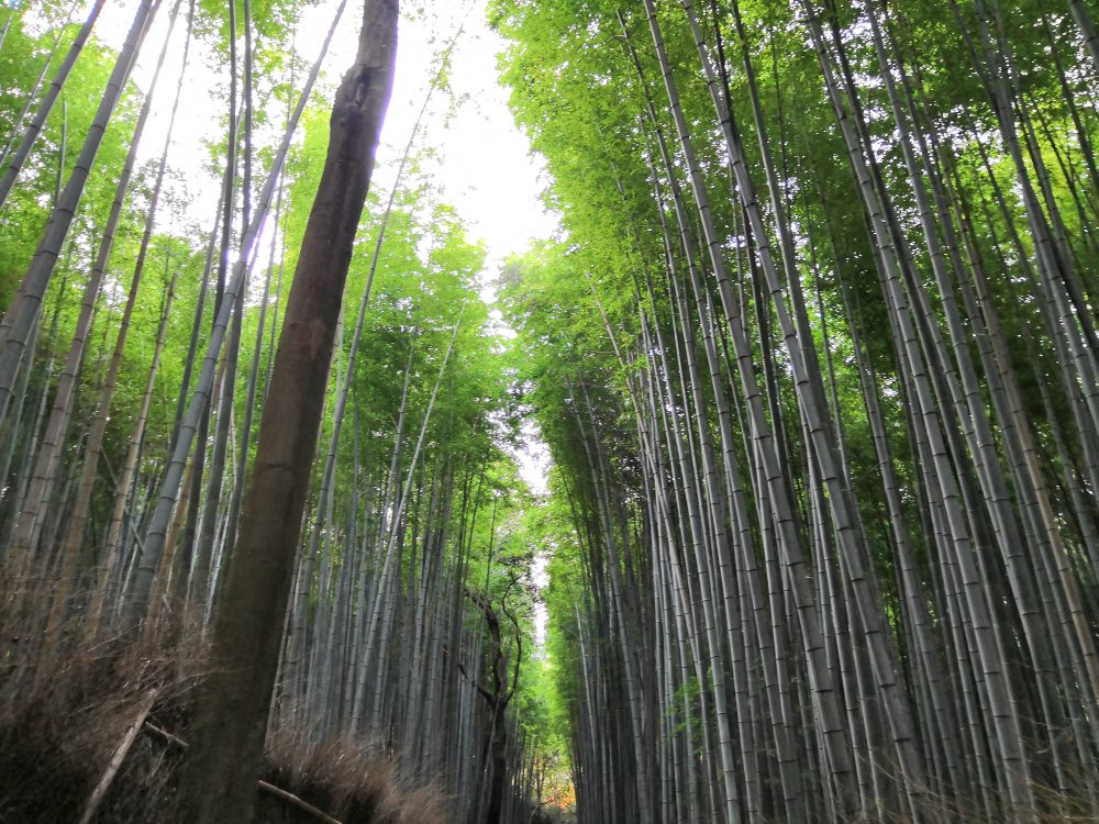 Mehr über den Artikel erfahren Arashiyama