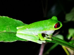 Mehr über den Artikel erfahren Gehversuche im Regenwald