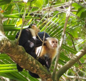 Mehr über den Artikel erfahren Wildlife im Nationalpark