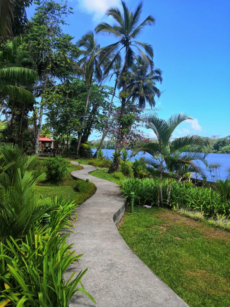 Mehr über den Artikel erfahren Tortuguero – Die Heimat der Schildkröten