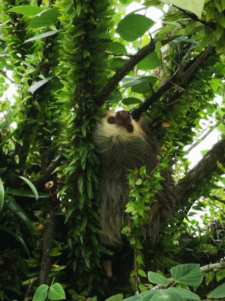 Mehr über den Artikel erfahren Die unendliche Reise an die Karibikküste