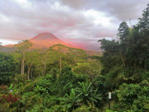 Mehr über den Artikel erfahren Auf der Suche nach dem verlorenen Leguan