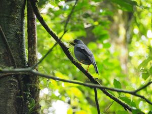 Mehr über den Artikel erfahren Quetzal, Kolibris und kleine Missgeschicke