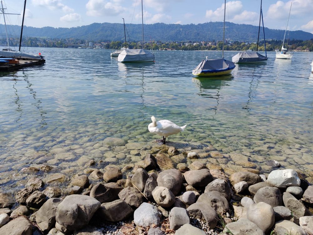 Mehr über den Artikel erfahren Ein Tag am See