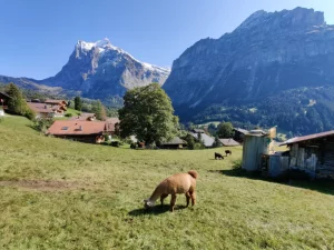 Mehr über den Artikel erfahren Abstecher nach Machu Picchu