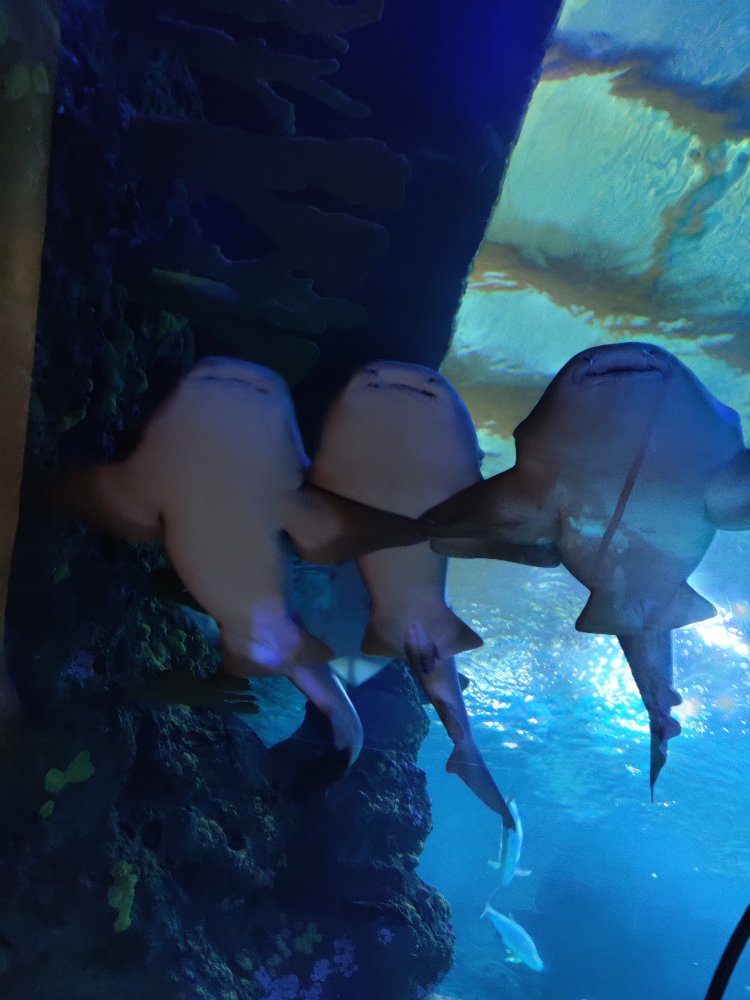 Mehr über den Artikel erfahren Diergaarde Blijdorp