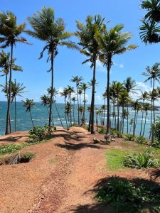 Mehr über den Artikel erfahren Coconut Tree Hill