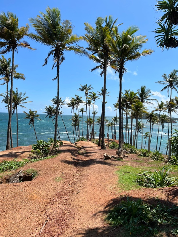 Mehr über den Artikel erfahren Coconut Tree Hill