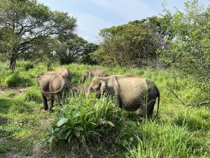 Mehr über den Artikel erfahren Auf der Suche nach Elefanten