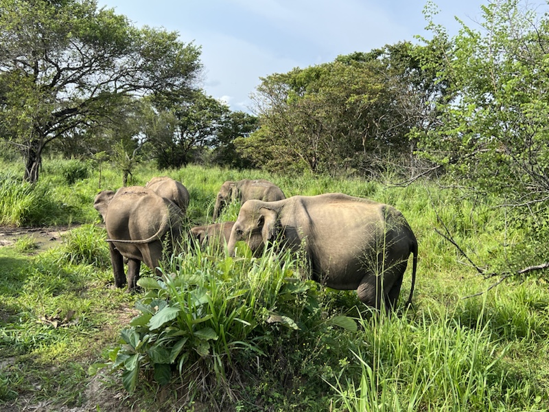 Mehr über den Artikel erfahren Auf der Suche nach Elefanten