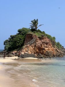 Mehr über den Artikel erfahren Parrot Rock