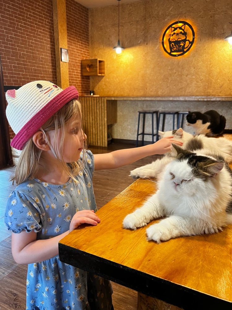 Mehr über den Artikel erfahren Spielplatz und Katzencafé