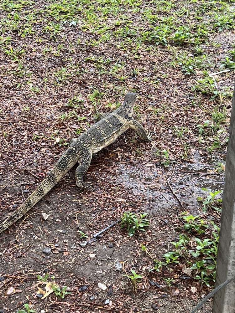 Mehr über den Artikel erfahren Lumphini Park und Chinatown