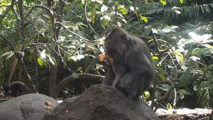 Mehr über den Artikel erfahren Räuberische Äffchen in Ubud