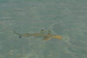 Mehr über den Artikel erfahren Haialarm