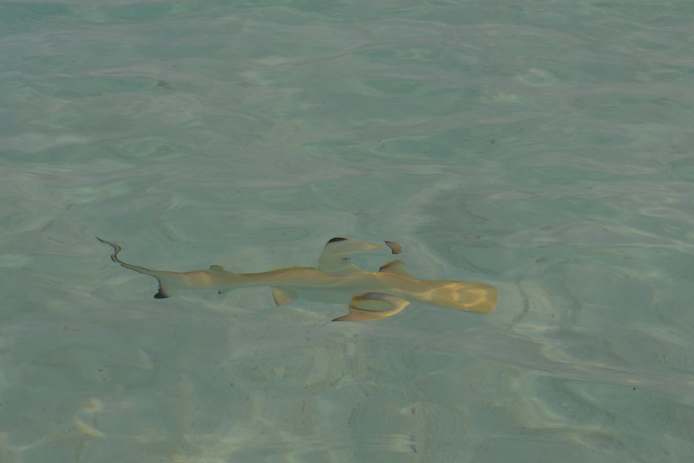 Mehr über den Artikel erfahren Haialarm