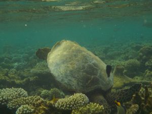 Mehr über den Artikel erfahren Schildkrötensichtung