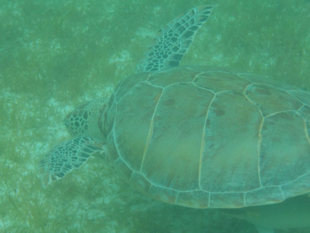 Mehr über den Artikel erfahren Akumal