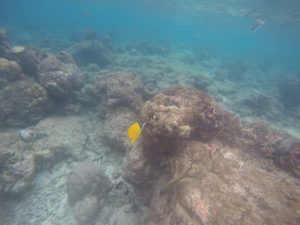 Mehr über den Artikel erfahren Das erste Mal abgetaucht