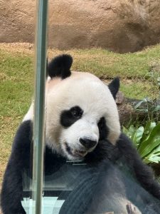 Mehr über den Artikel erfahren Ocean Park